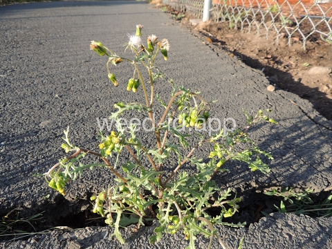 groundsel, common